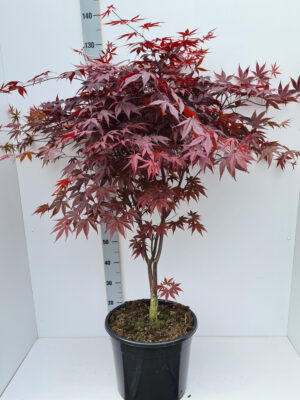 Acer palmatum 'Bloodgood'