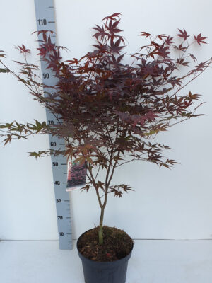 Acer palmatum 'Bloodgood'