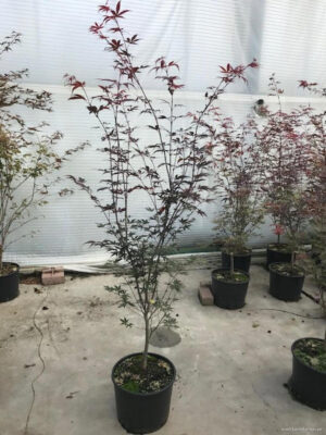 Acer palmatum 'Bloodgood'
