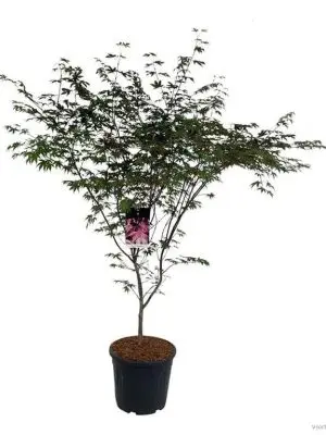Acer palmatum 'Bloodgood' - Vaxtinredarna.se