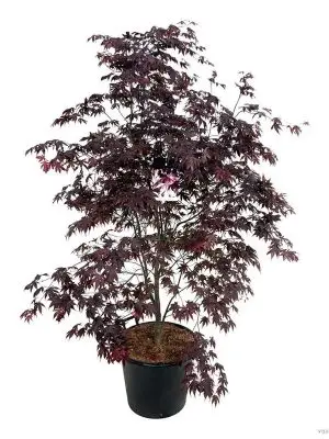 Acer palmatum 'Bloodgood' - Vaxtinredarna.se