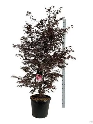 Acer palmatum 'Bloodgood' - Vaxtinredarna.se