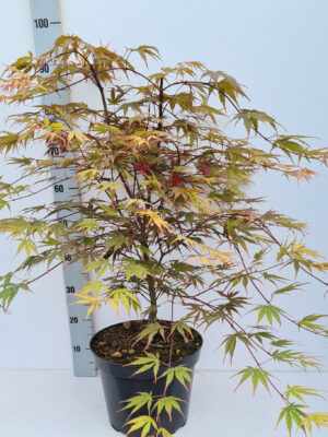 Acer palmatum 'Chitoseyama'