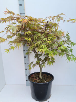 Acer palmatum 'Chitoseyama'