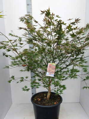 Acer palmatum 'Chitoseyama'