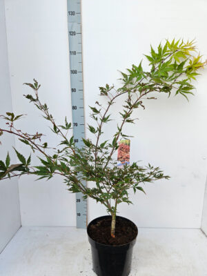 Acer palmatum 'Chitoseyama'