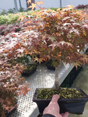 Acer palmatum 'Deshojo'