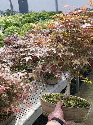 Acer palmatum 'Deshojo'