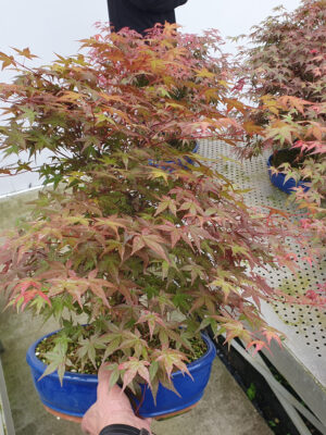Acer palmatum 'Deshojo'