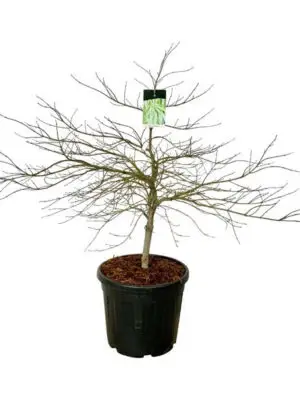 Acer palmatum 'Dissectum' - Vaxtinredarna.se