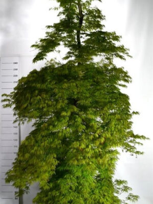 Acer palmatum 'Dissectum'