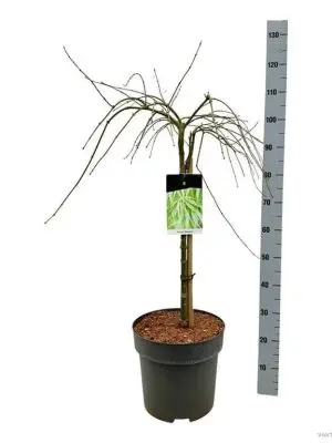 Acer palmatum 'Dissectum' - Vaxtinredarna.se