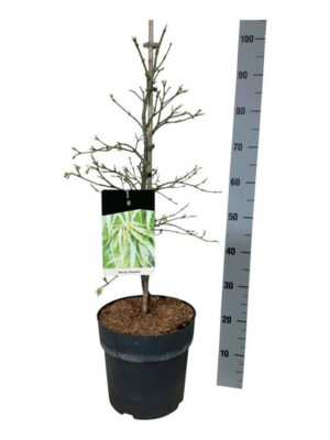 Acer palmatum 'Dissectum'