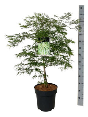 Acer palmatum 'Dissectum' - Vaxtinredarna.se