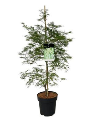 Acer palmatum 'Dissectum' - Vaxtinredarna.se