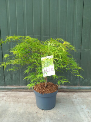 Acer palmatum 'Dissectum'