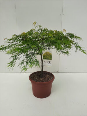 Acer palmatum 'Dissectum'