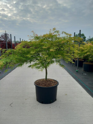 Acer palmatum 'Dissectum'