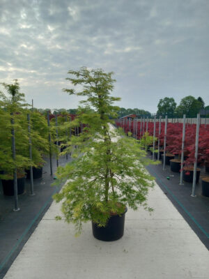 Acer palmatum 'Dissectum'