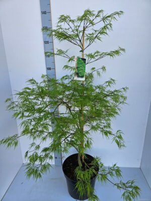 Acer palmatum 'Dissectum'