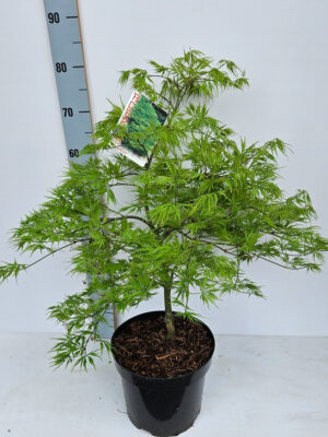 Acer palmatum 'Dissectum'
