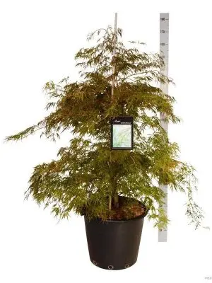Acer palmatum 'Dissectum'