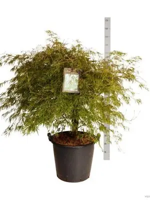 Acer palmatum 'Dissectum'
