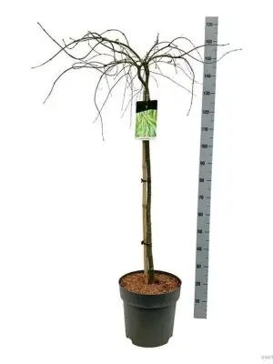 Acer palmatum 'Dissectum'