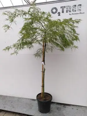 Acer palmatum 'Dissectum'
