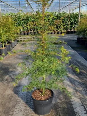 Acer palmatum 'Emerald Lace' - Vaxtinredarna.se