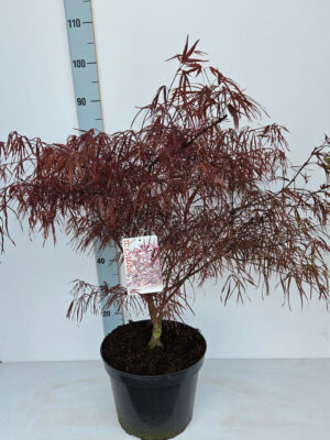 Acer palmatum 'Enkan'
