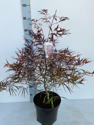 Acer palmatum 'Enkan'