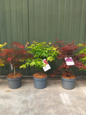 Acer palmatum