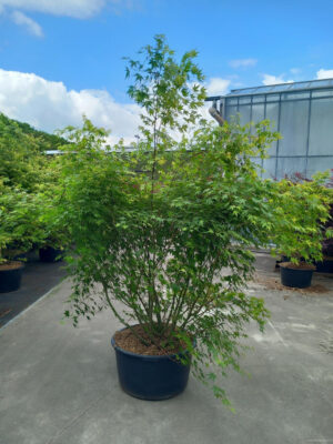 Acer palmatum