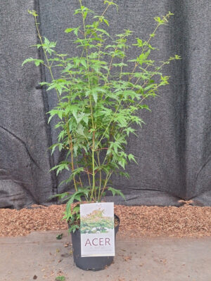 Acer palmatum