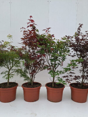 Acer palmatum