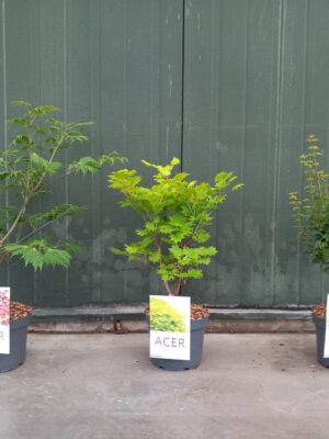 Acer palmatum