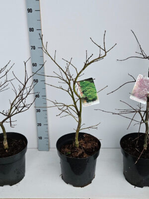 Acer palmatum