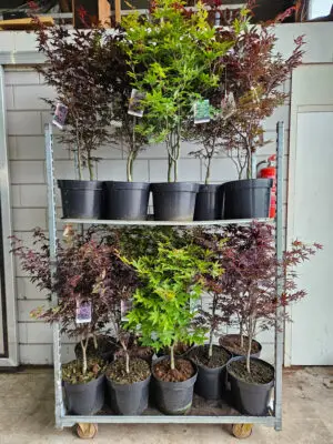Acer palmatum