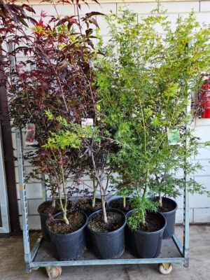 Acer palmatum