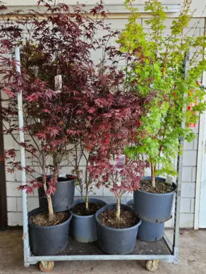 Acer palmatum