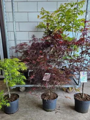 Acer palmatum