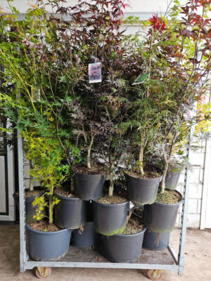 Acer palmatum