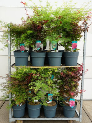 Acer palmatum - Vaxtinredarna.se