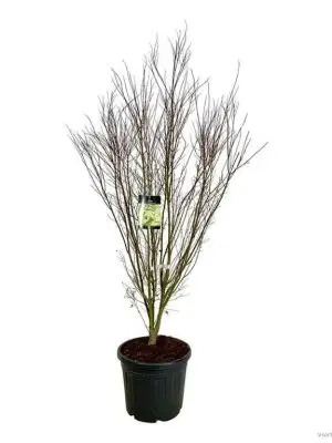 Acer palmatum