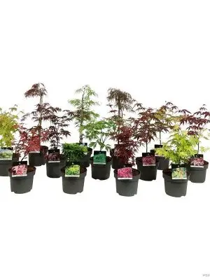 Acer palmatum