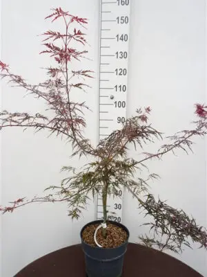 Acer palmatum 'Firecracker' - Vaxtinredarna.se