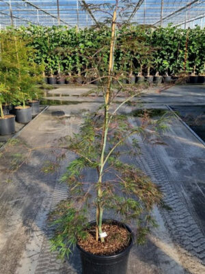 Acer palmatum 'Garnet'