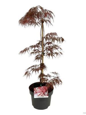 Acer palmatum 'Garnet'