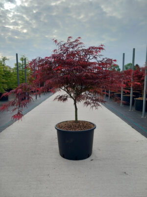 Acer palmatum 'Garnet'
